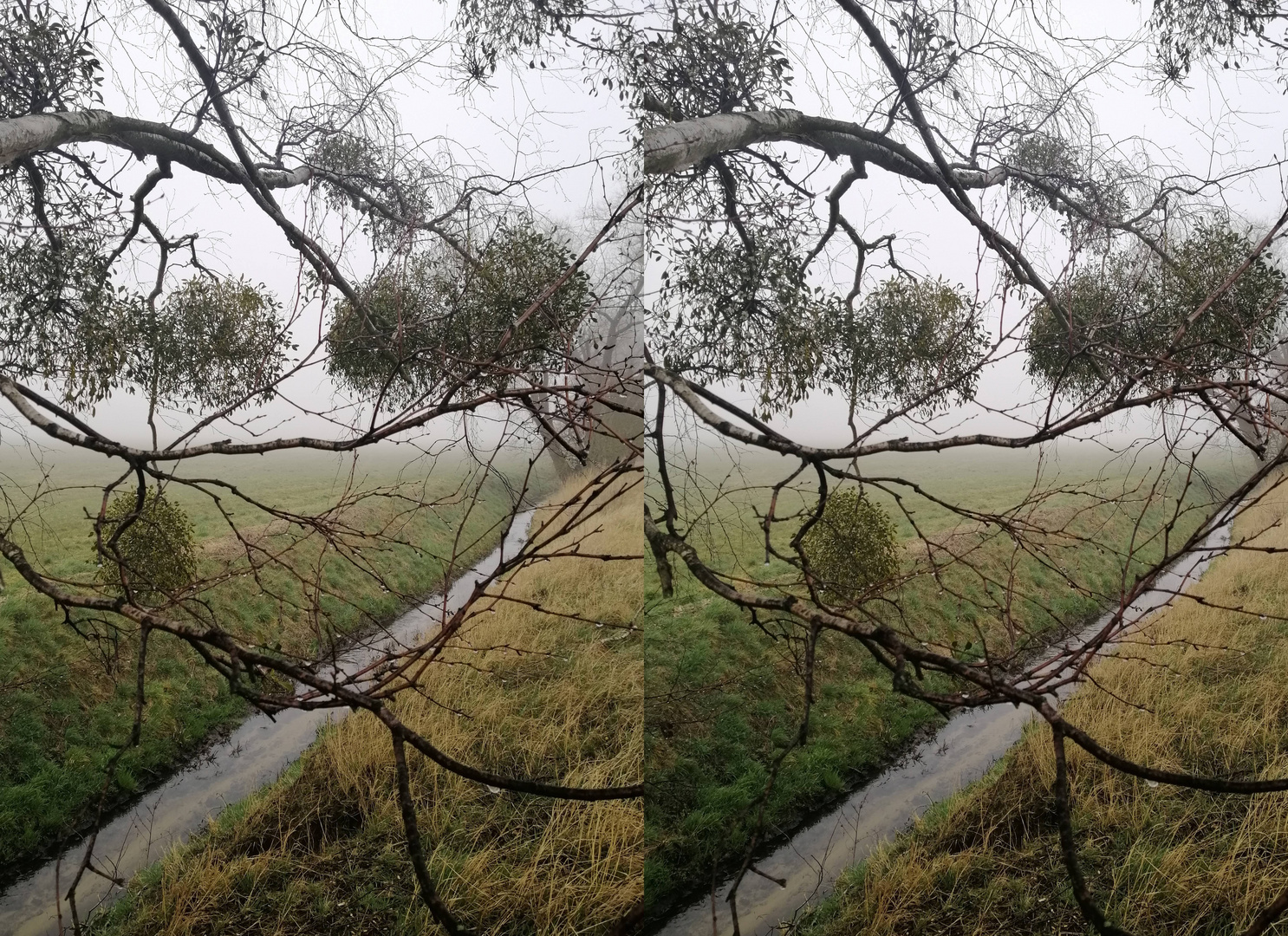 Mistel (3D Parallelblick stereo)