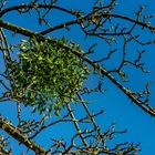 Mistel im Apfelbaum