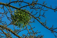 Mistel im Apfelbaum