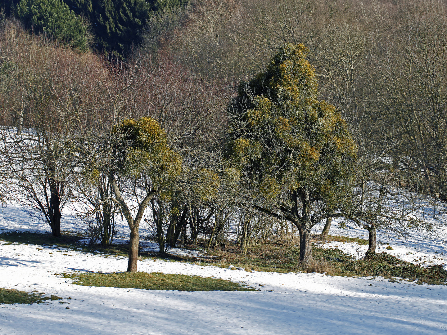 Mistel- oder Apfelbaum - der Winter ist aus