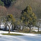 Mistel- oder Apfelbaum - der Winter ist aus