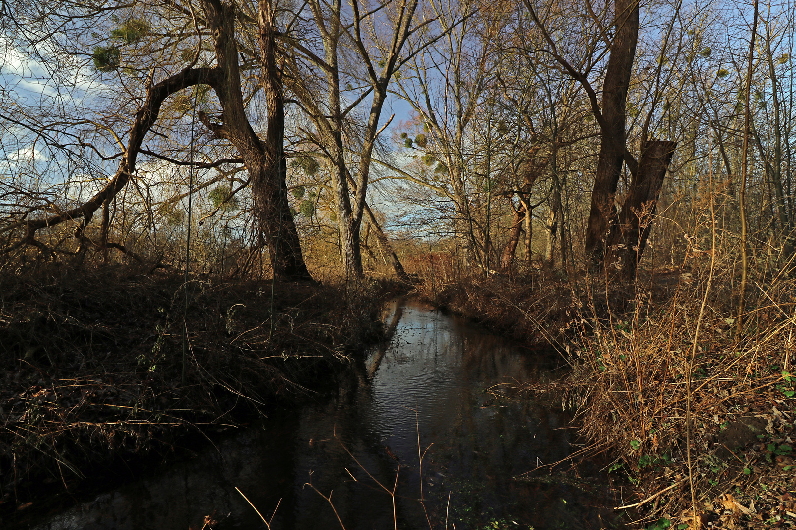 Mistelbäume am Bach