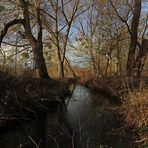 Mistelbäume am Bach