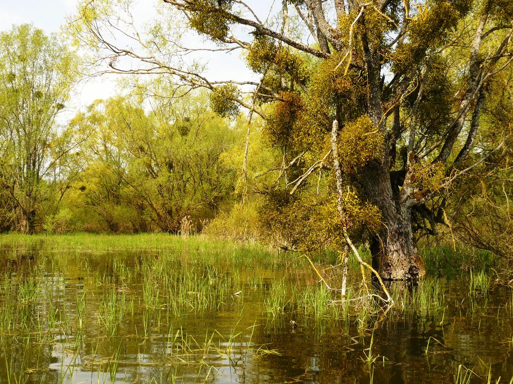 Mistelbäume im Wasser