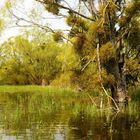 Mistelbäume im Wasser