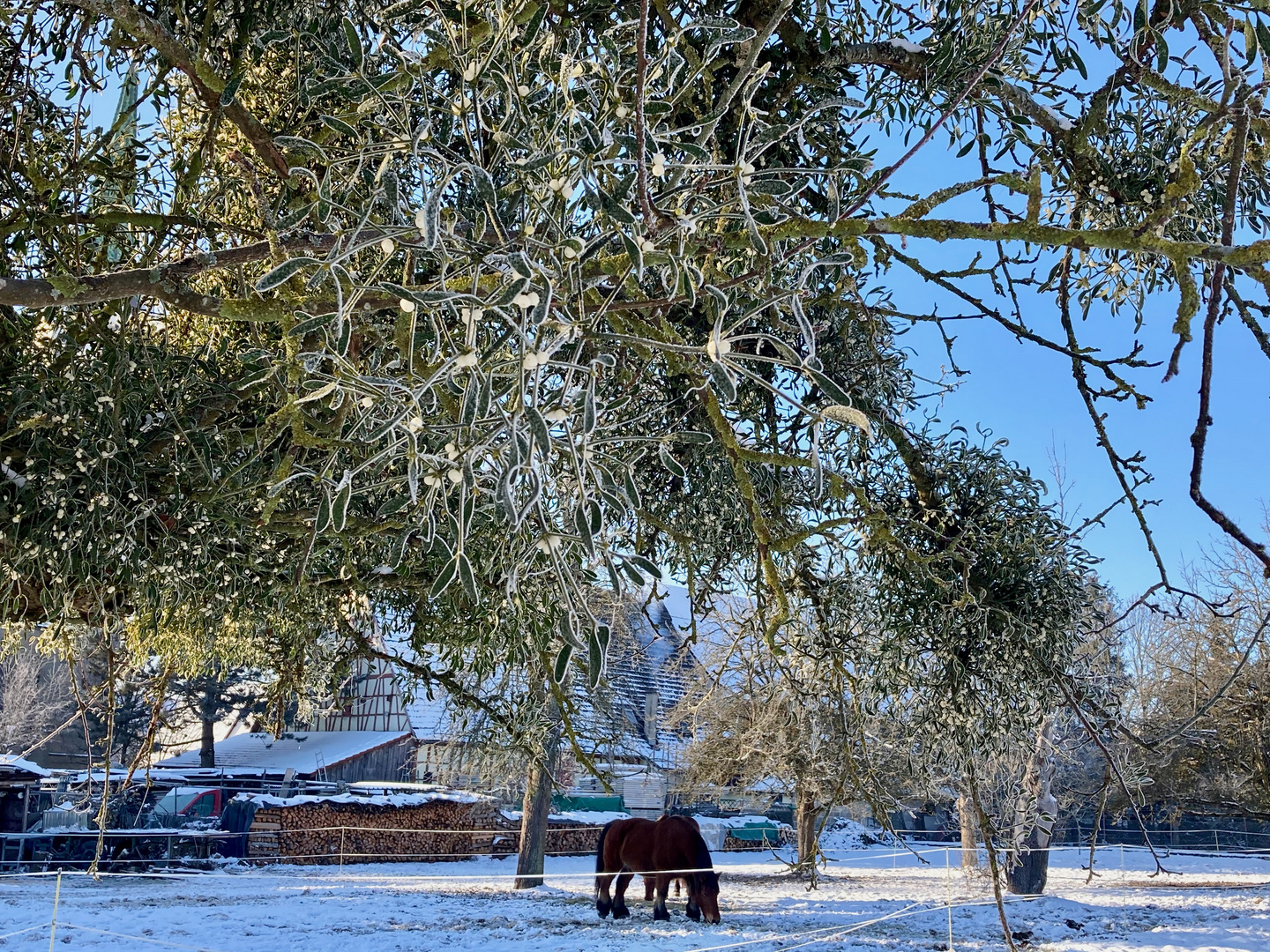 Mistelbaum und Pferd