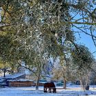 Mistelbaum und Pferd