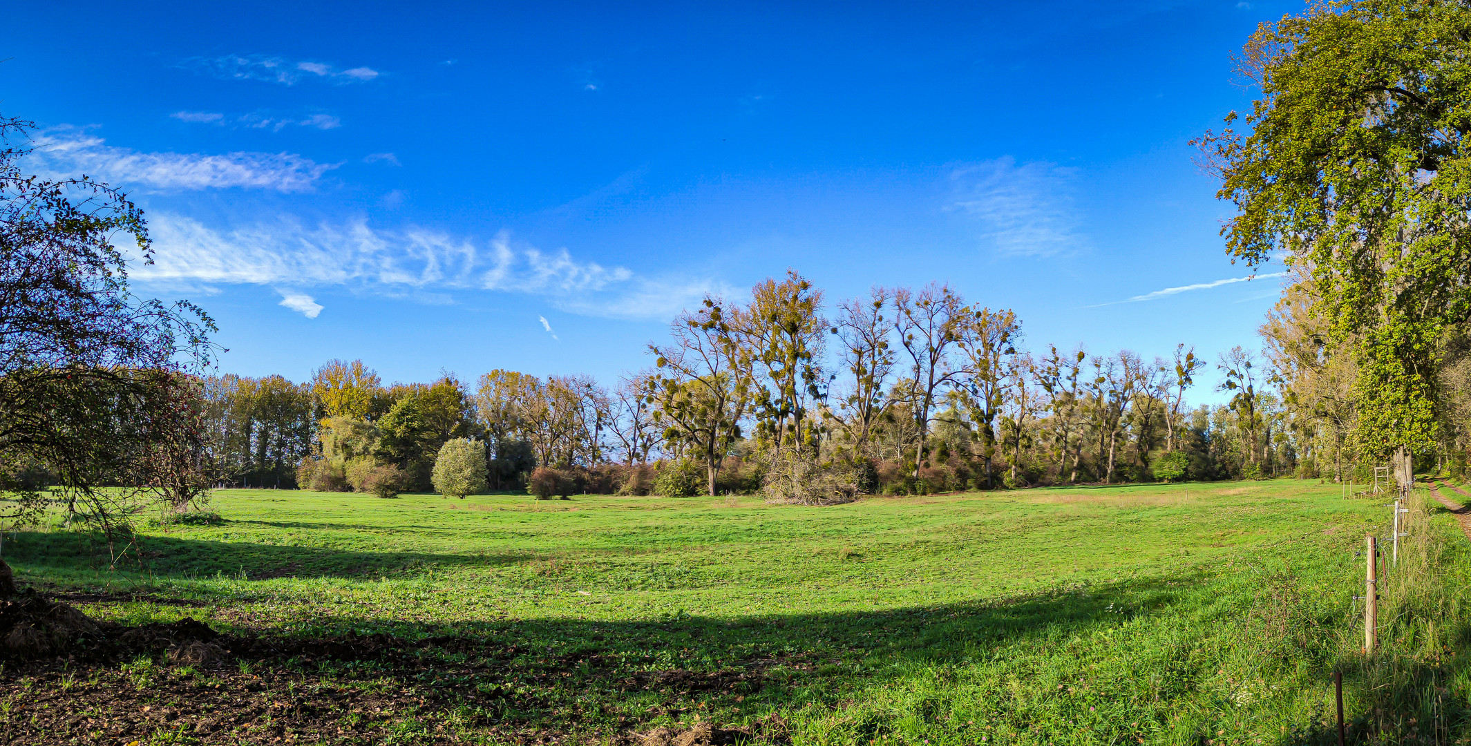 Mistelbaumwiese