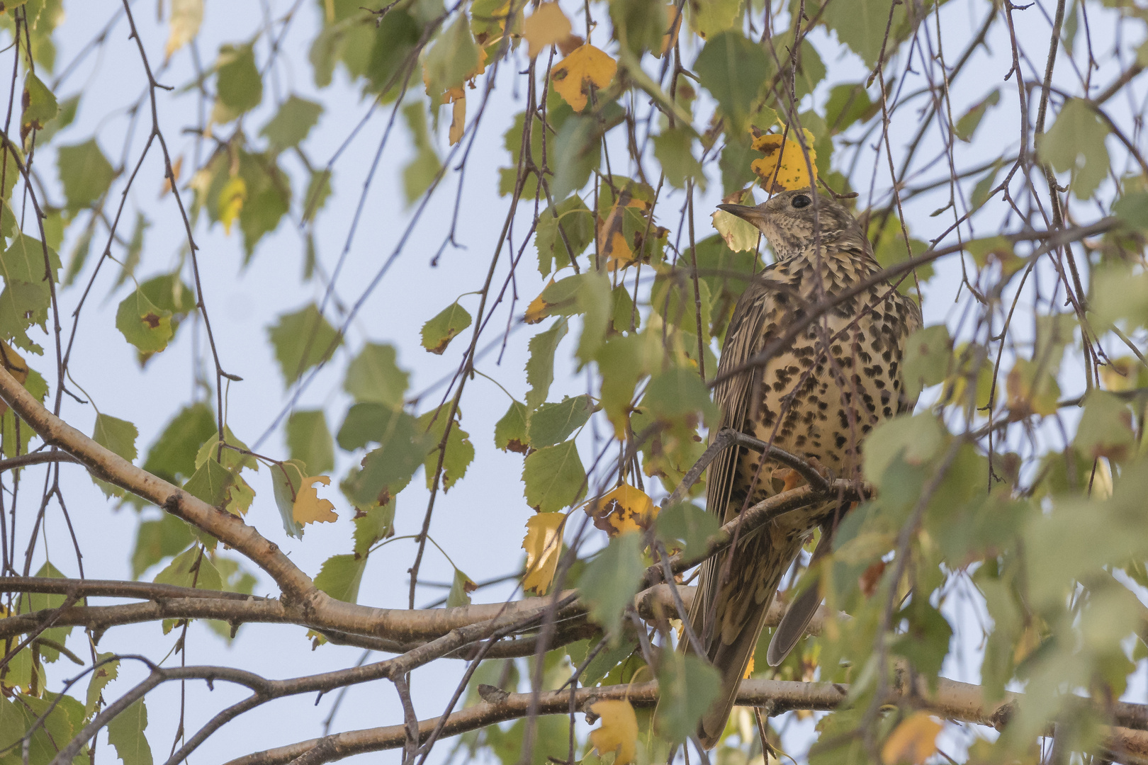 Misteldrossel gut versteckt