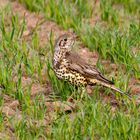 Misteldrossel im Kornfeld