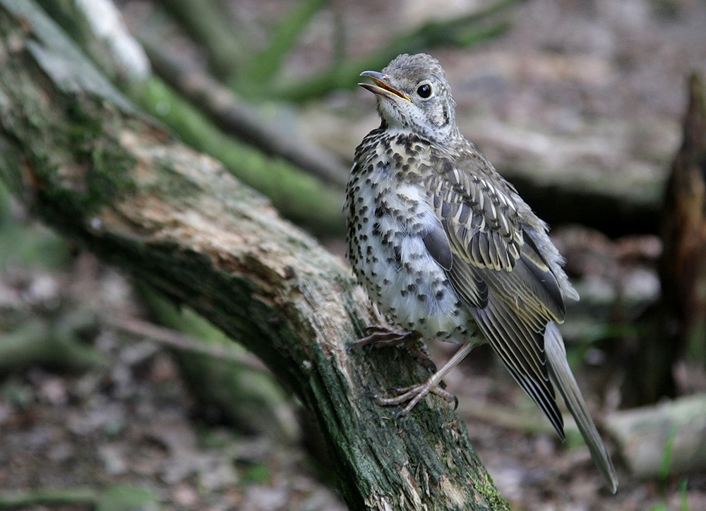 misteldrossel jungvogel