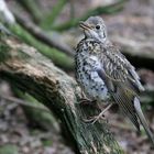 misteldrossel jungvogel