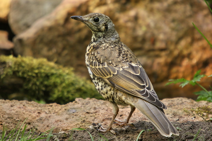 Misteldrossel ( Turdus viscivorus )