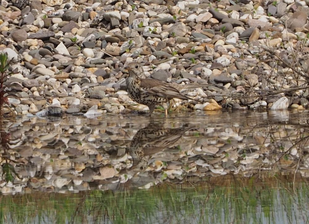 Misteldrossel (Turdus viscivorus)