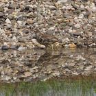 Misteldrossel (Turdus viscivorus)