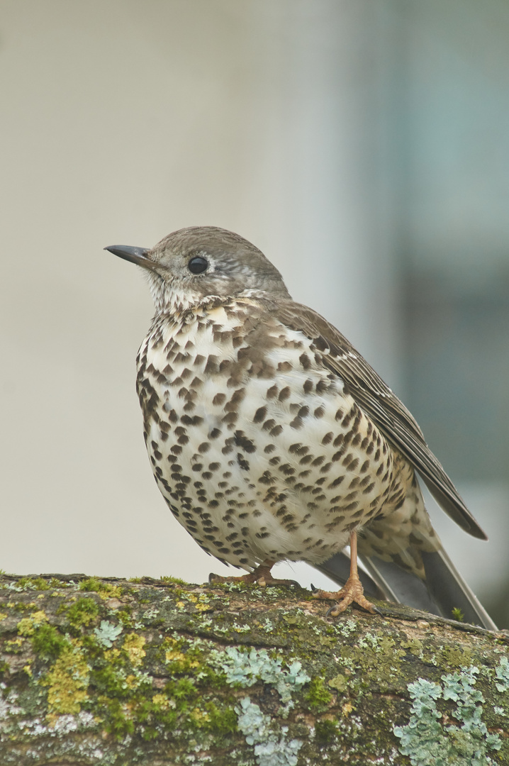 Misteldrossel (Turdus viscivorus) 