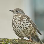 Misteldrossel (Turdus viscivorus) 