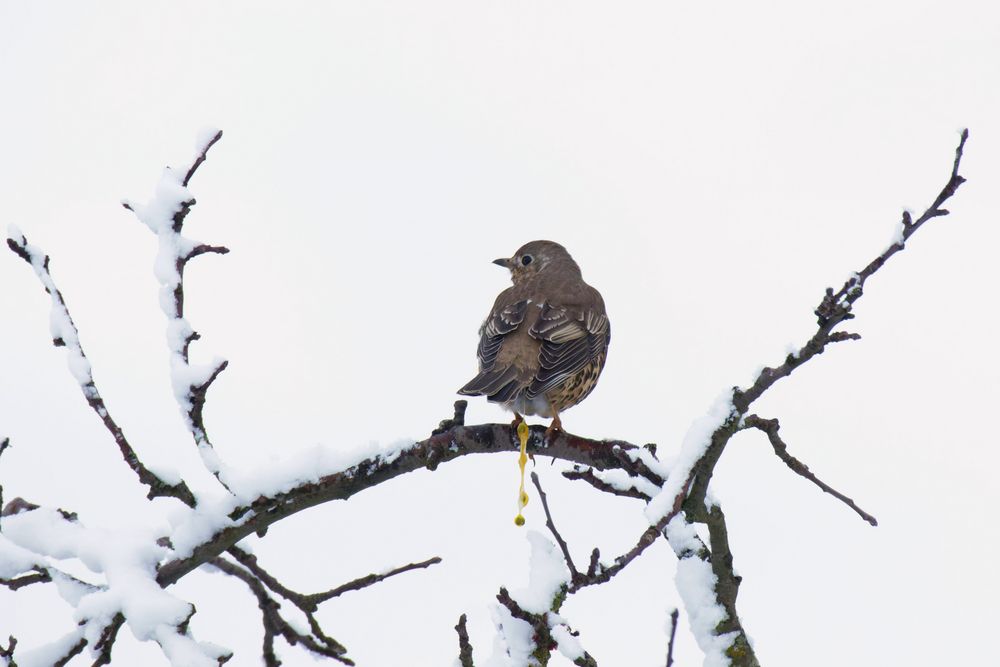 Misteldrossel (Turdus viscivorus) beim Verbreiten der Misteln 