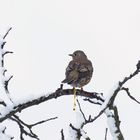 Misteldrossel (Turdus viscivorus) beim Verbreiten der Misteln 