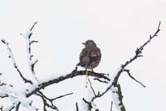 Misteldrossel (Turdus viscivorus) beim Verbreiten der Misteln 