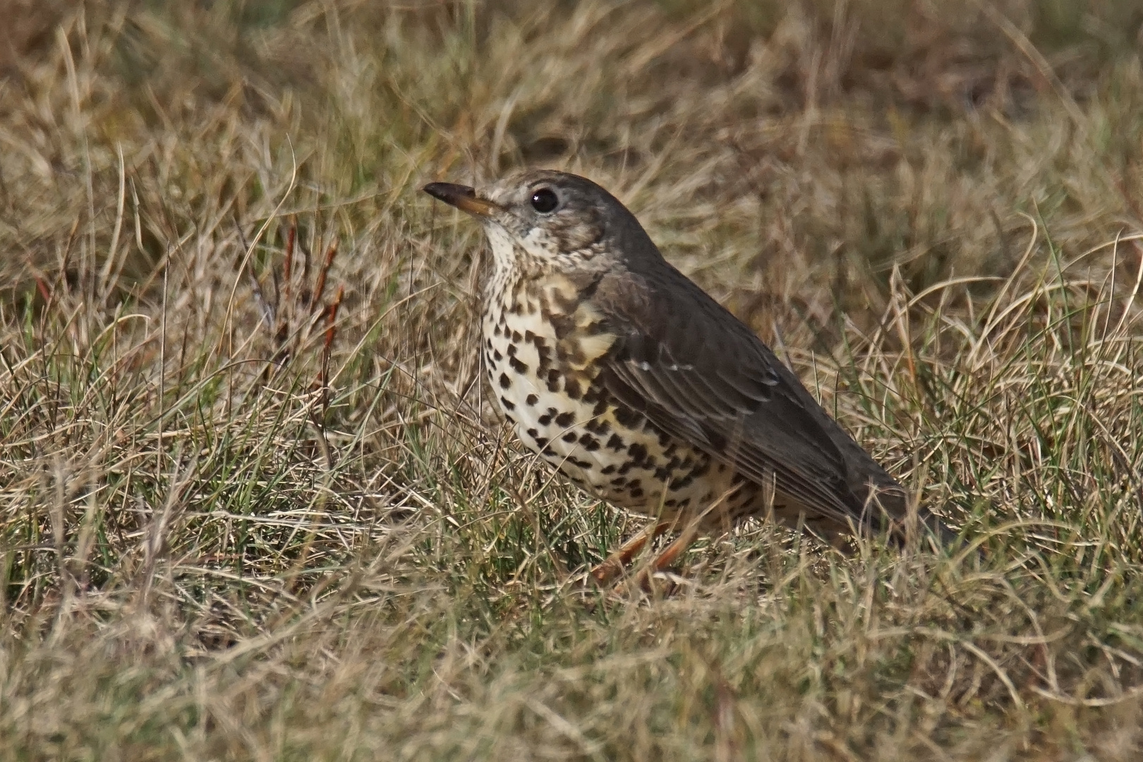 Misteldrossel (Turdus viscivorus)