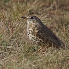 Misteldrossel (Turdus viscivorus)