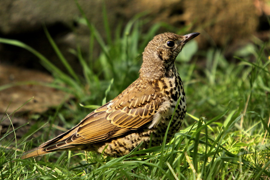 Misteldrossel ( Turdus viscivorus )