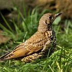 Misteldrossel ( Turdus viscivorus )