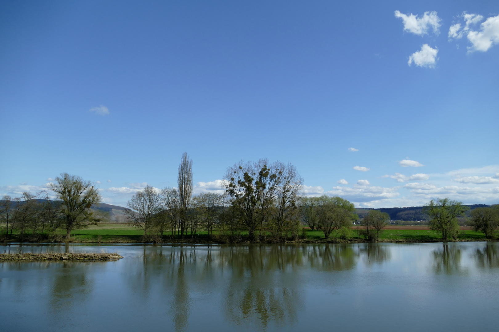 Misteln am Flussufer