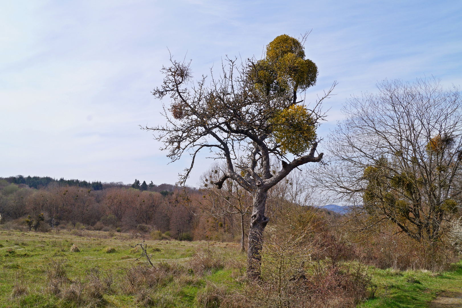 Misteln für Miraculix 