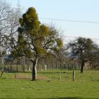 Misteln im Apfelbaum