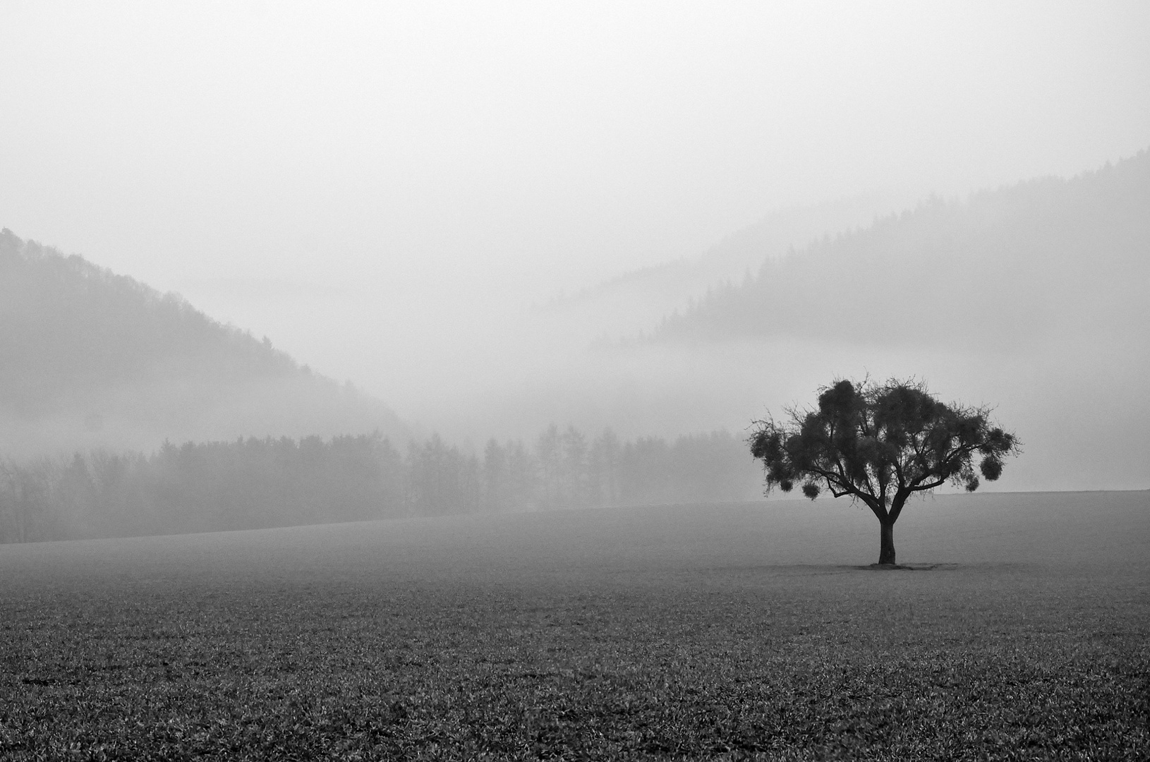 Misteln im Nebel