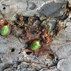 Mistelsamen Viscum album austriacum Niederösterreich Liechtenstein 2019-10