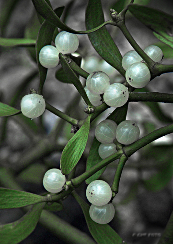 Mistelzweig Foto & Bild natur, beeren, mistelzweig Bilder auf
