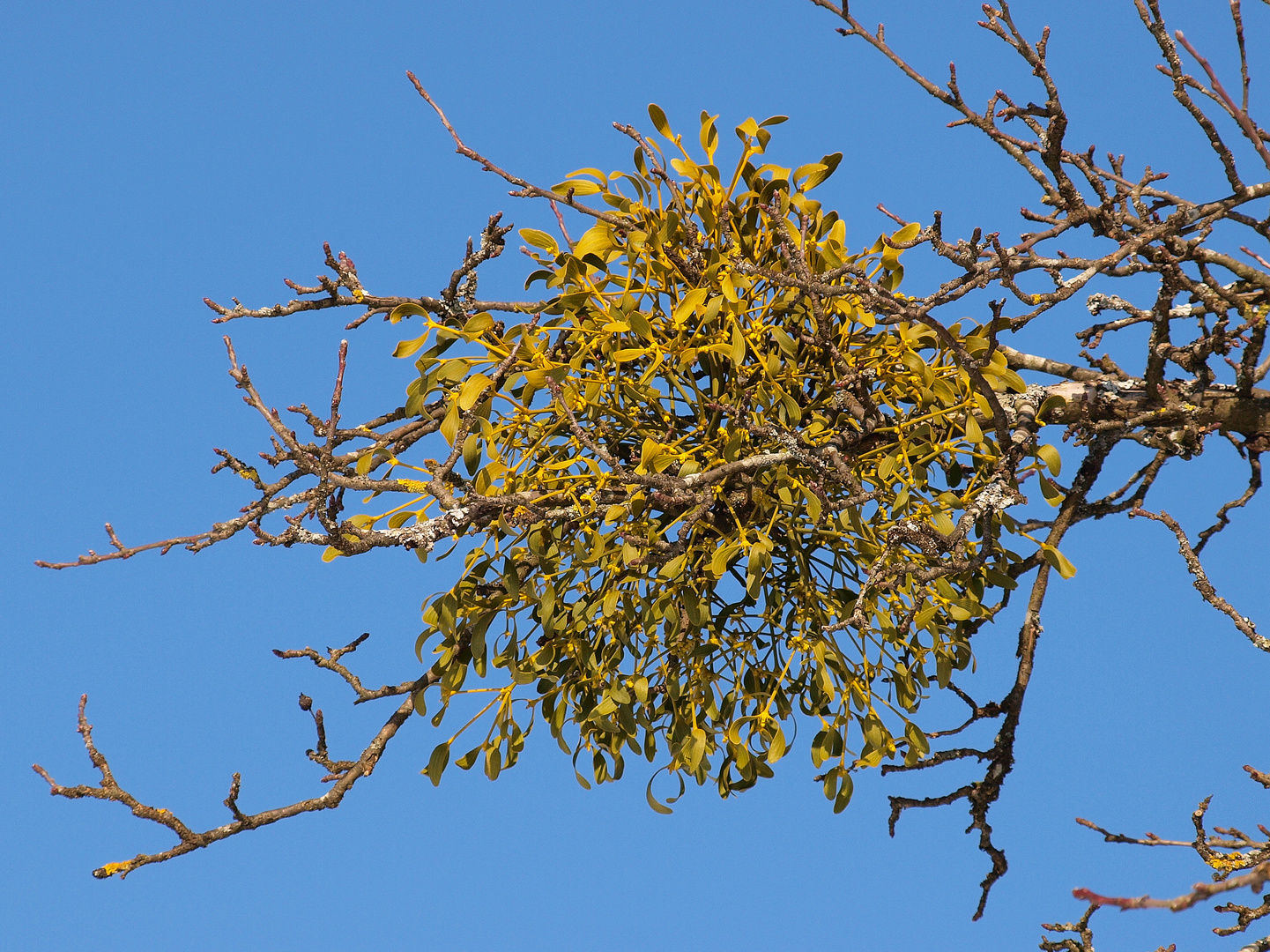 Mistelzweig an altem Apfelbaum