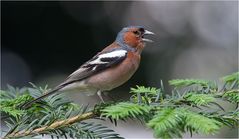 Mister chaffinch