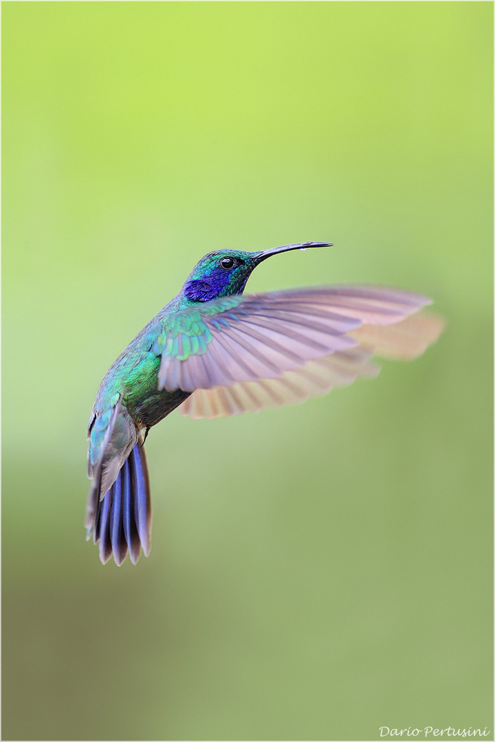 Mister Colibrì: il re del volo acrobatico