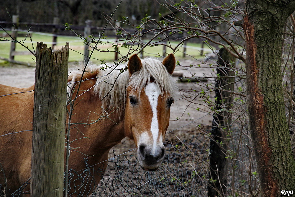 Mister Ed und der Frühling