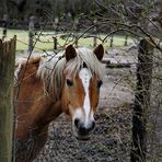 Mister Ed und der Frühling