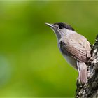 Mister Eurasian blackcap