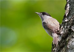 Mister Eurasian blackcap