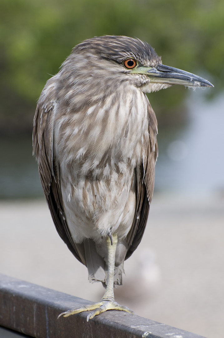 Mister Heron