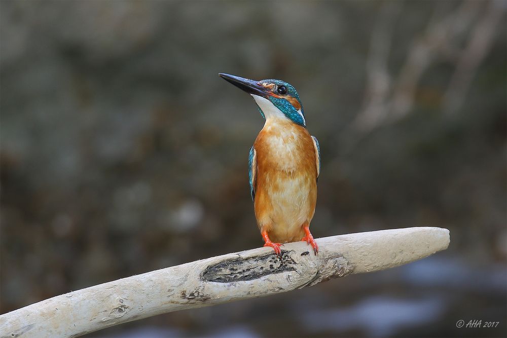 Mister Kingfisher