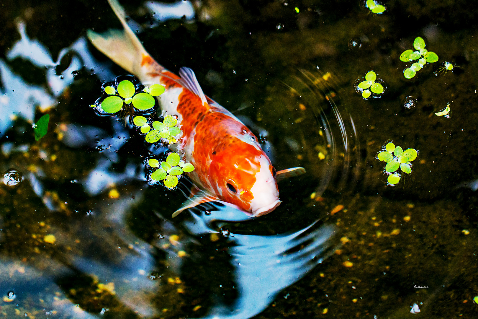 Mister Koi