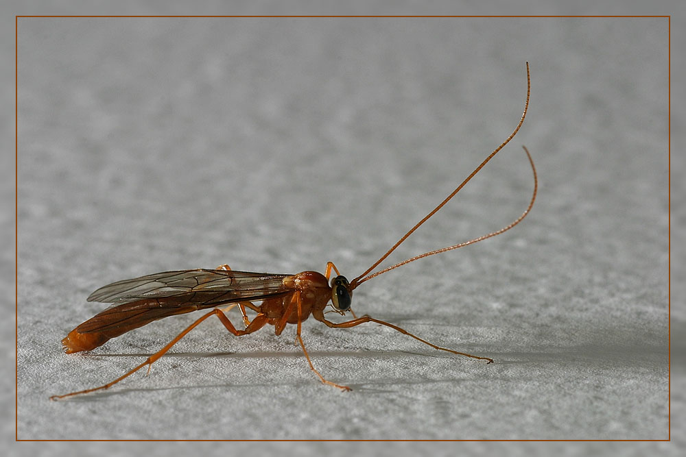 Mister Langfühler Foto & Bild tiere, wildlife, insekten Bilder auf