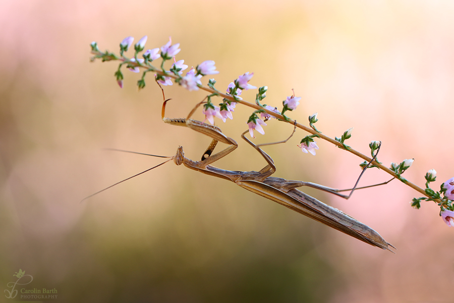 Mister Mantis