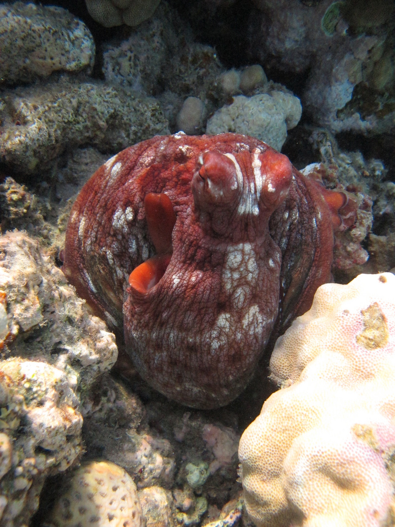 Mister Octopus