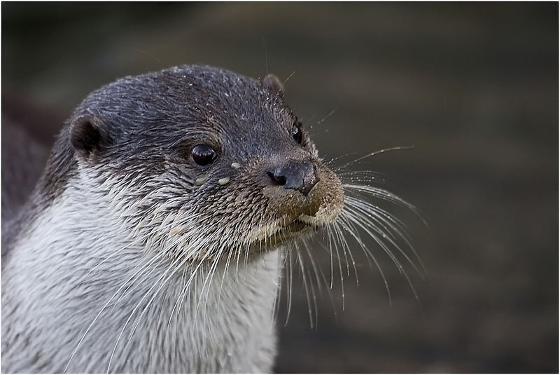 Mister Otter