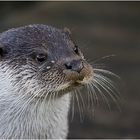 Mister Otter