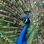 Mister Peacock